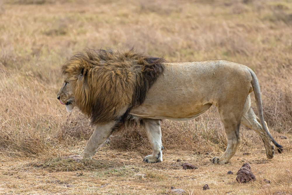 Explore Gujarat with Pilgrimage & Wildlife